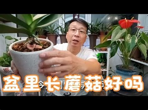 盆栽長菇風水